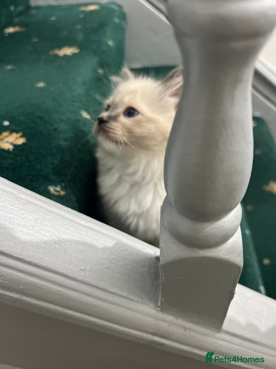 Ragdoll cats for sale: Meet Special joy - Image 12