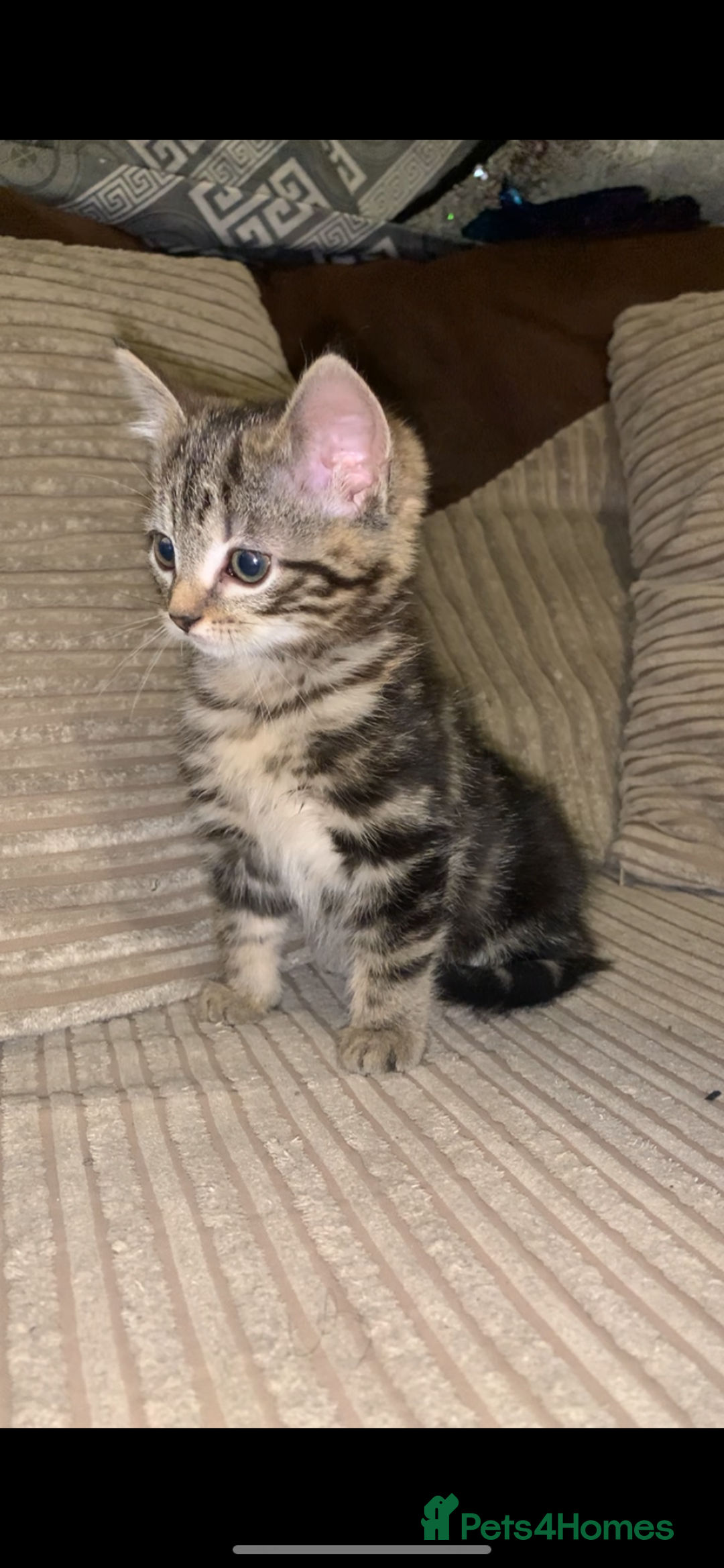 British Shorthair cats for sale: Stripy British Shorthair kitten - Advert 1