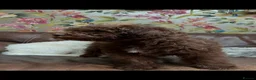 Lagotto Romagnolo dogs for sale: Quality lagotto romagnolo puppies for sale - Advert 17