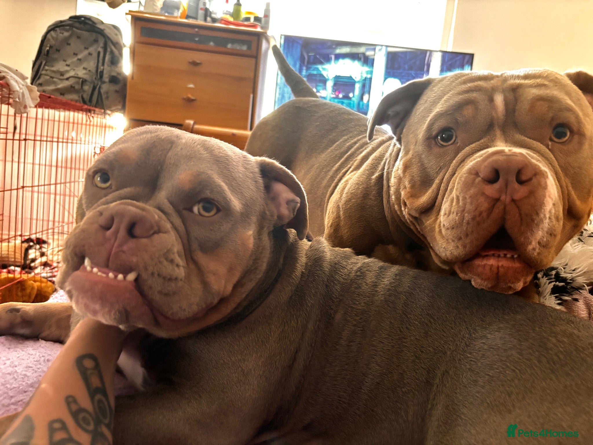 American Bully dogs 2 sweethearts - Advert 9