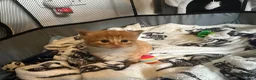 Mixed Breed cats for sale: Fluffy ginger male kitten  - Advert 8