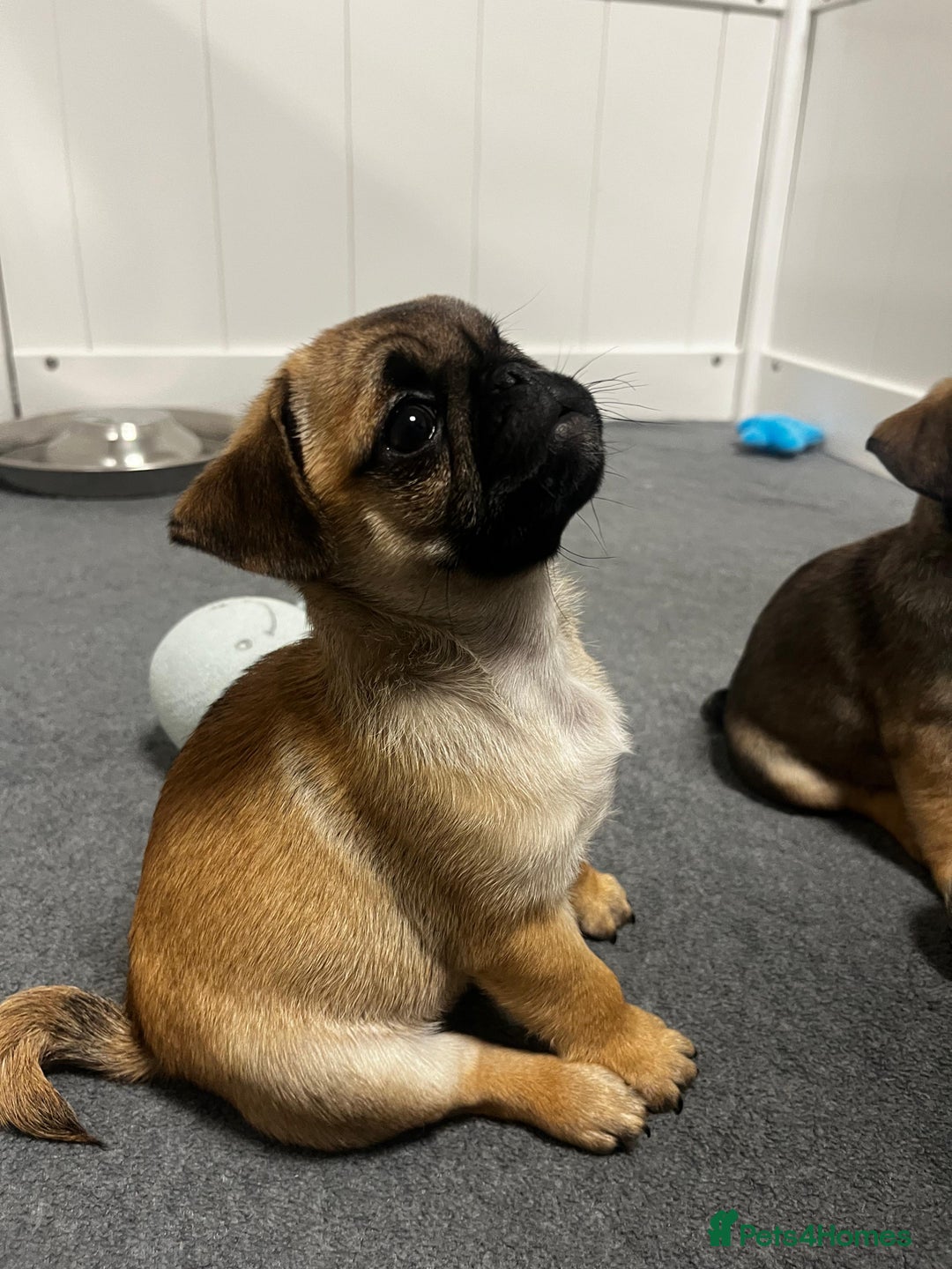 Pug dogs for sale: Full panda pugs - Image 12