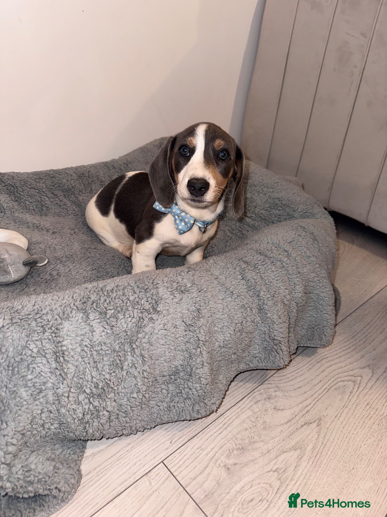 Miniature Dachshund dogs Miniature dachshund - Advert 1
