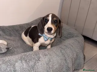 Miniature Dachshund dogs Miniature dachshund - Advert 1