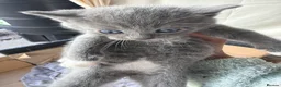 British Longhair cats for sale: 4 British Blue Shorthair Kittens For New Home Soon - Advert 6