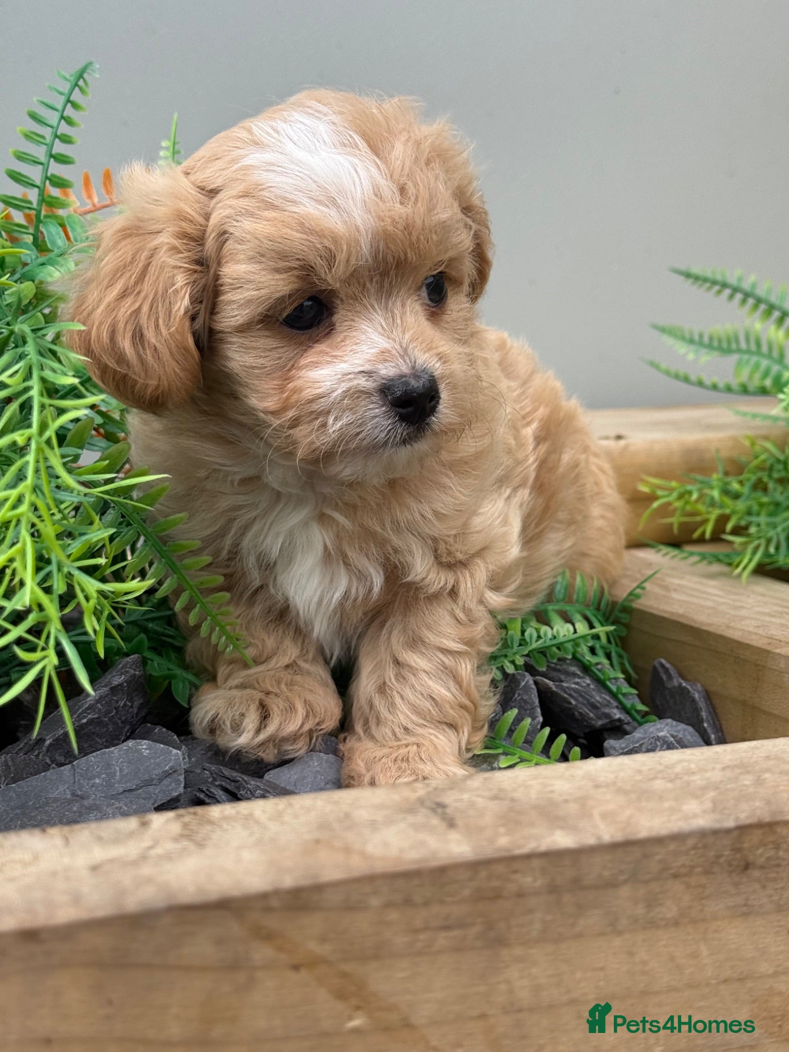 Maltipoo dogs Stunning Maltipoo Boy  - Advert 1