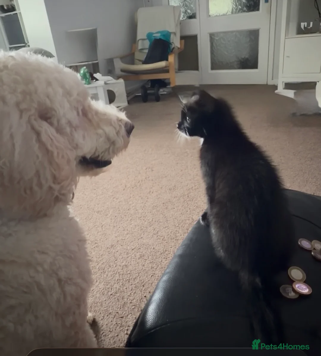 Mixed Breed dogs for sale: Labradoodle/Golden Doodle - Advert 2