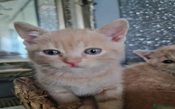 British Shorthair cats for sale: Beautiful BSH kittens from genetic tested parents - Image 3