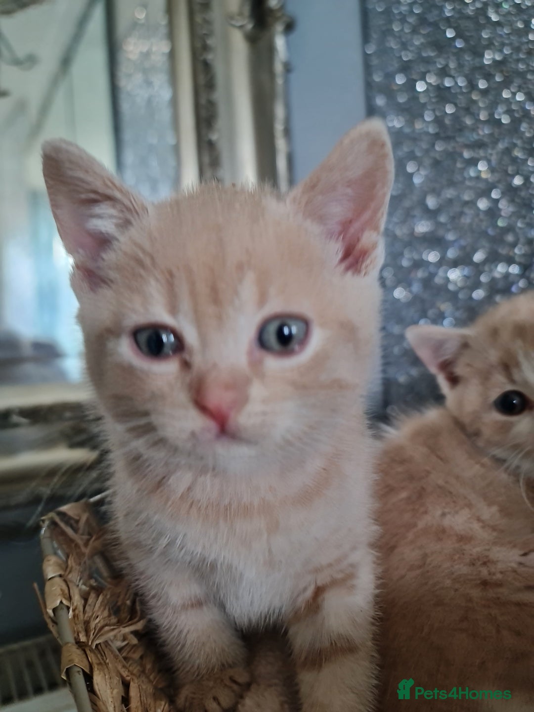 British Shorthair cats for sale: Beautiful BSH kittens from genetic tested parents - Image 3