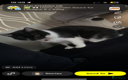 Mixed Breed cats for sale: 4 kittens needing a good home asap. - Image 2