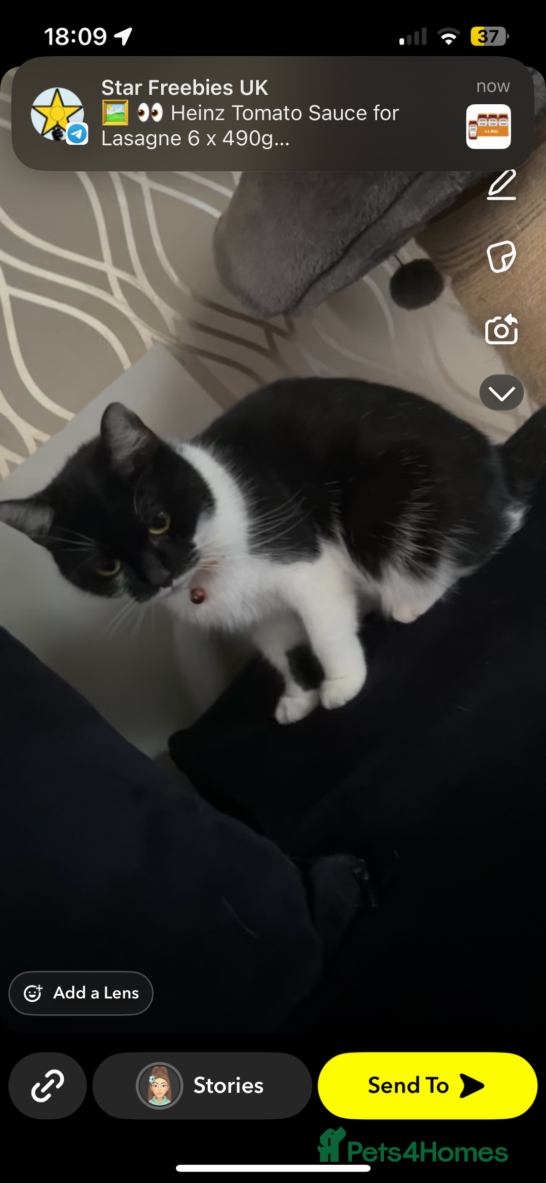 Mixed Breed cats for sale: 4 kittens needing a good home asap. - Image 2
