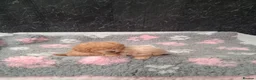 Cavapoo dogs for sale: Beautiful Cavapoo puppys for sale - Advert 2