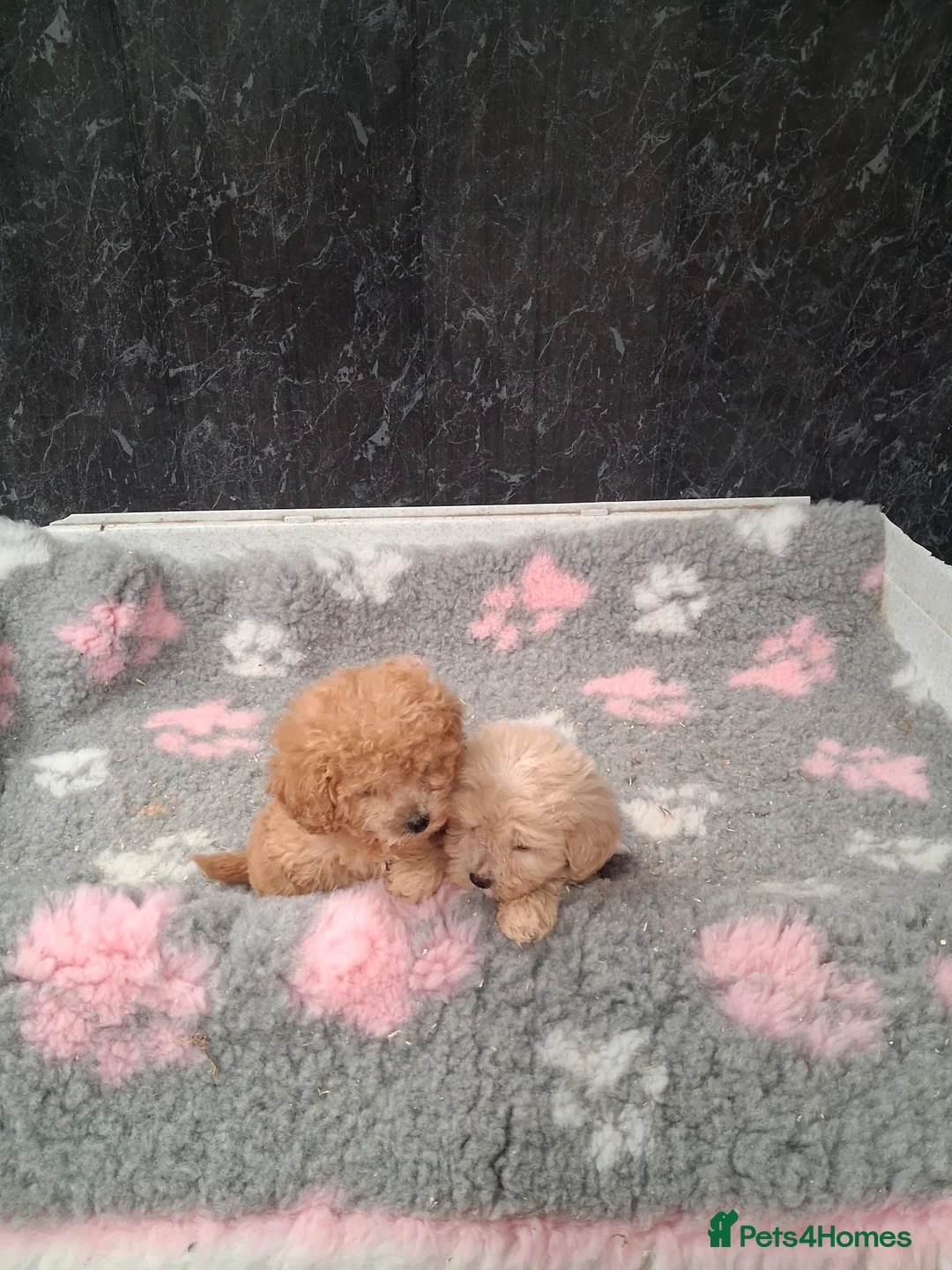 Cavapoo dogs for sale: Beautiful Cavapoo puppys for sale - Advert 2