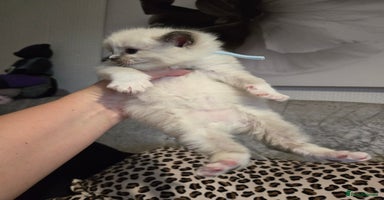 Ragdoll cats - Advert 12
