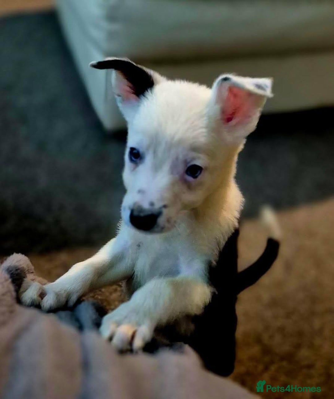 Border Collie dogs for sale: Border collie pups for sale  - Image 26