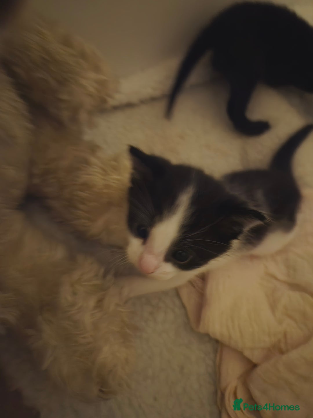 Domestic Shorthair cats for sale: Kittens - Advert 8