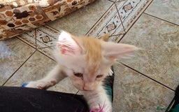 Maine Coon cats for sale: Stunning Maine Coon kittens - Image 3