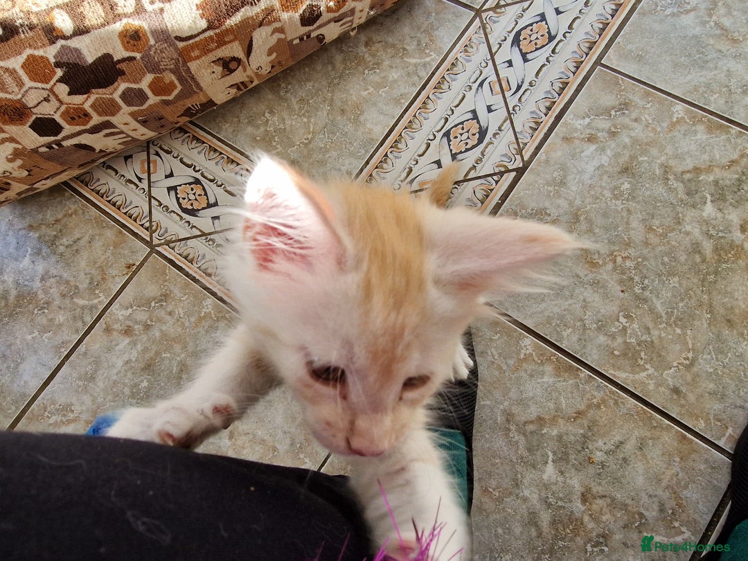 Maine Coon cats for sale: Stunning Maine Coon kittens - Image 3