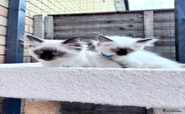 Ragdoll cats - Advert 6