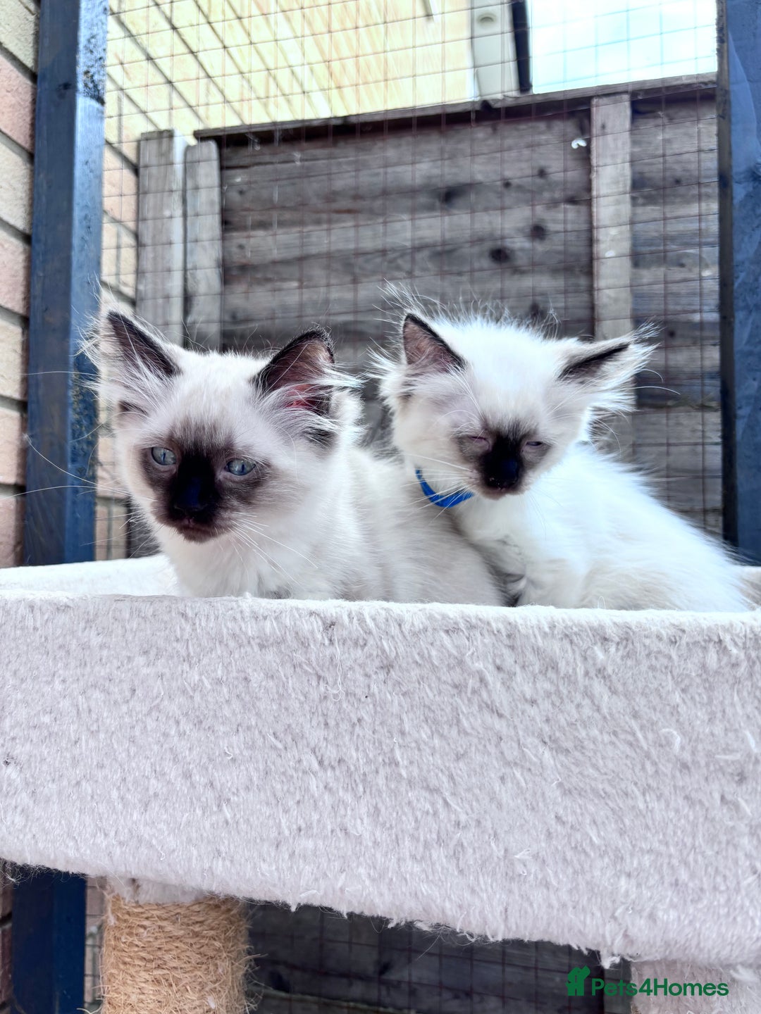 Ragdoll cats for sale: 🥰 Beautiful Radoll Kittens 😍 2 kitten left - Image 1
