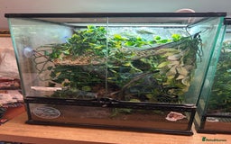 Gecko reptiles for sale: Female crested gecko with full vivarium - Image 4
