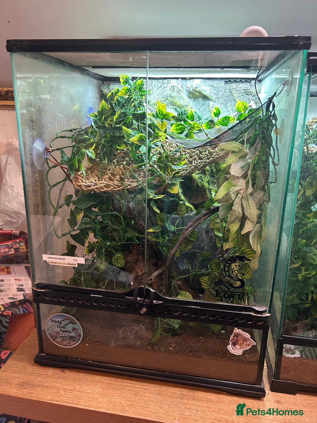 Gecko reptiles for sale: Female crested gecko with full vivarium - Image 4