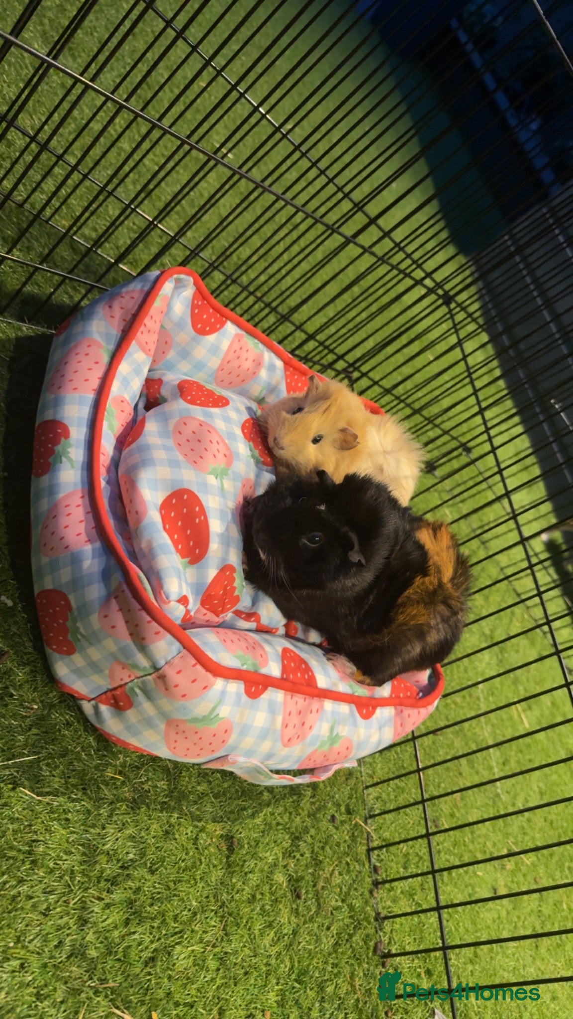 Guinea Pig rodents Guinea pig girls need a new home  - Advert 2
