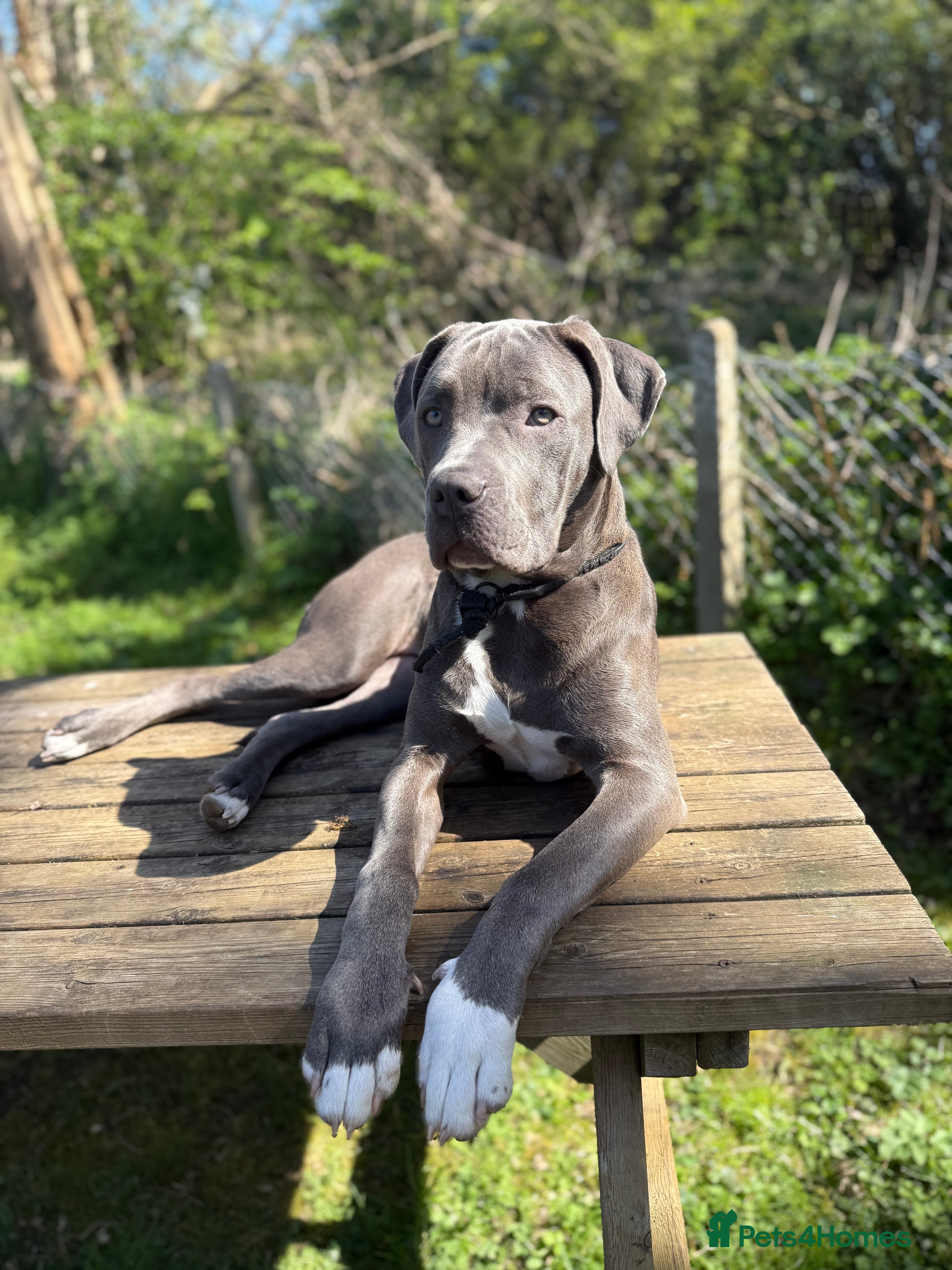 mini mastiff breed