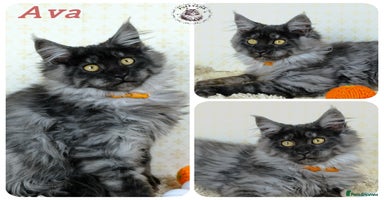 Maine Coon cats - Advert 8