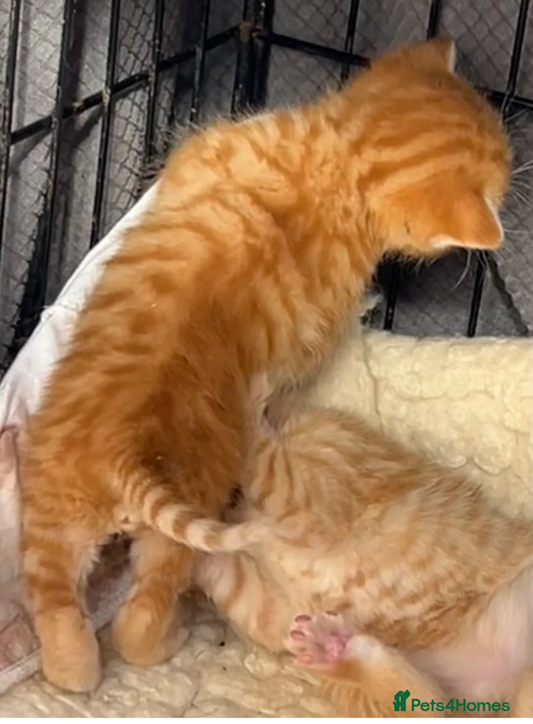 Mixed Breed cats for sale: Pure Ginger Mackerel Tabbies - Advert 6
