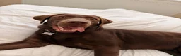 Labrador Retriever dogs for sale: Chocolate Labrador/Retriever  - Advert 7