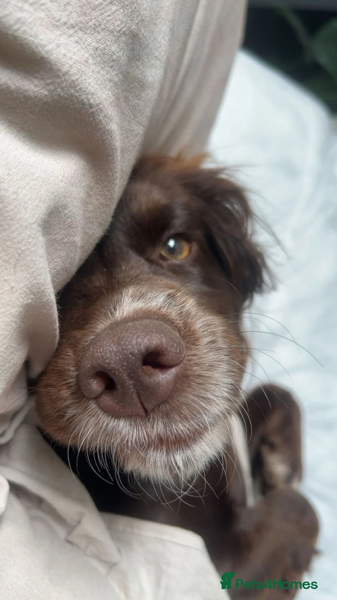 Cocker Spaniel dogs for sale: Gypsy in Melksham - Advert 2