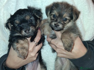 Mixed Breed dogs Yorkshire Terrier x Pomeranian Puppys - Advert 6