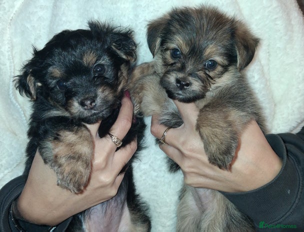 Mixed Breed dogs Yorkshire Terrier x Pomeranian Puppys - Advert 2