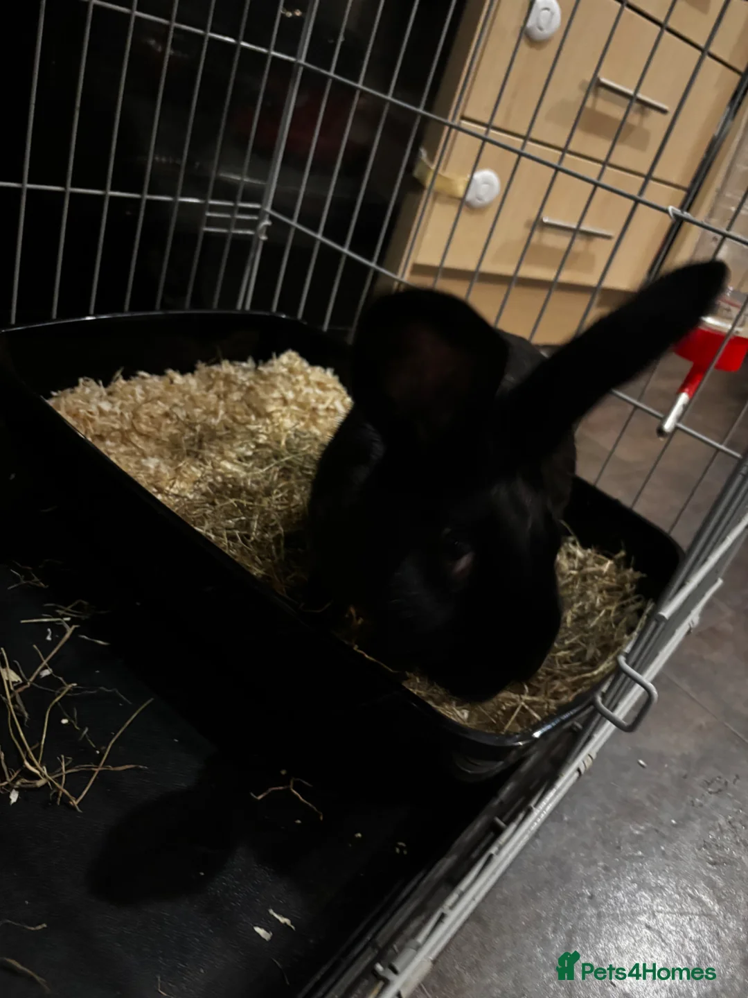 Continental Giant rabbits for sale: 2x continental giant females in Gloucester - Advert 2