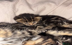 Mixed Breed cats for sale: *ONE LEFT* Beautiful long hair kittens - Advert 8