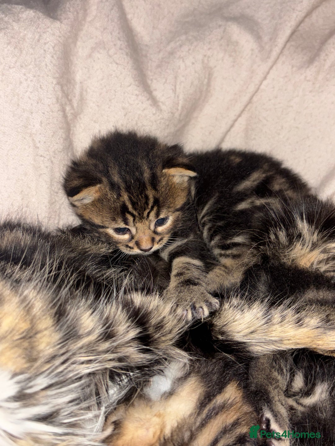 Mixed Breed cats for sale: *ONE LEFT* Beautiful long hair kittens - Advert 8
