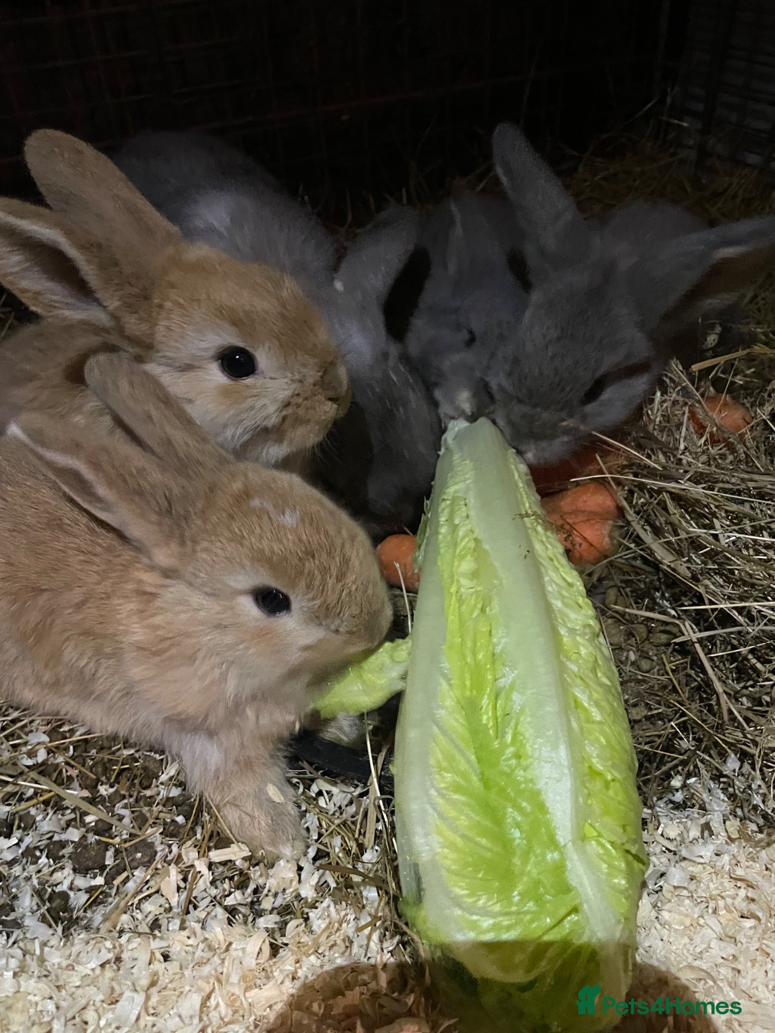 Mini Lop rabbits 6 Mini Lop bunnies for sale - Advert 2
