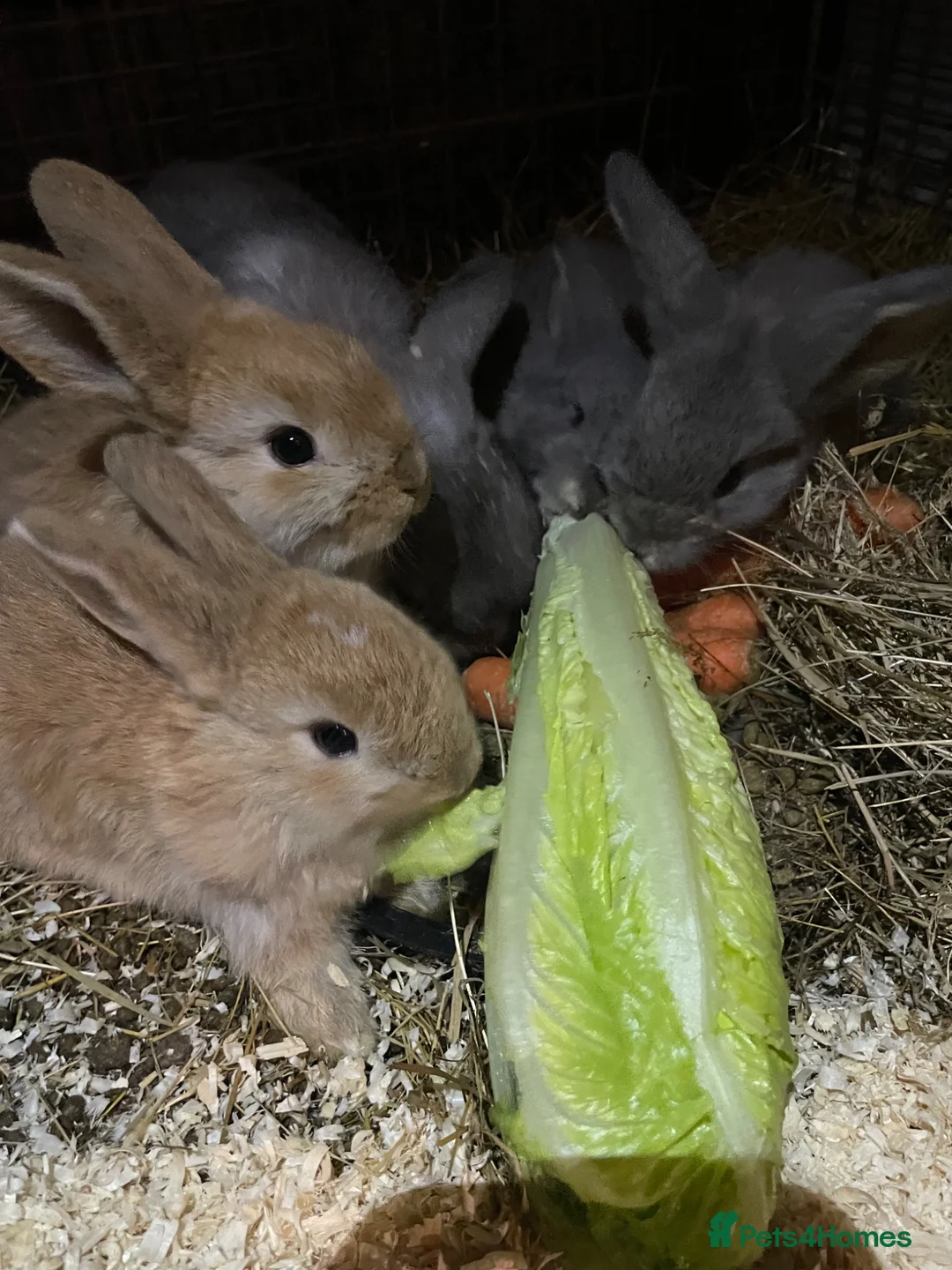 Mini Lop rabbits for sale: 6 Mini Lop bunnies for sale in Huddersfield - Advert 1