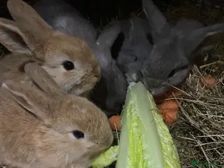 Mini Lop rabbits 6 Mini Lop bunnies for sale - Advert 1