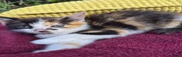 Mixed Breed cats for sale: Adorable Kittens for Sale – 3 Boys, 2 Girls in London - Advert 10