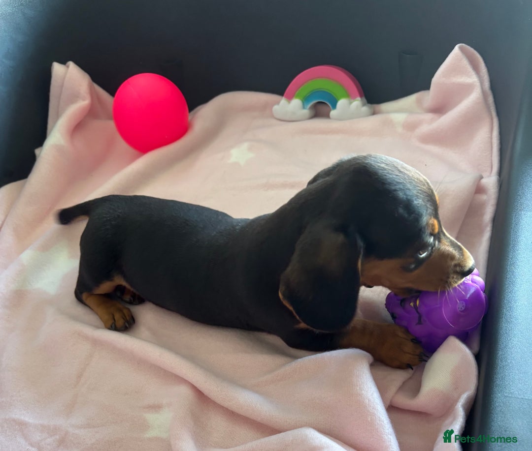 Dachshund dogs for sale: KC PRA Miniature smooth hair dachshund puppies  - Image 7