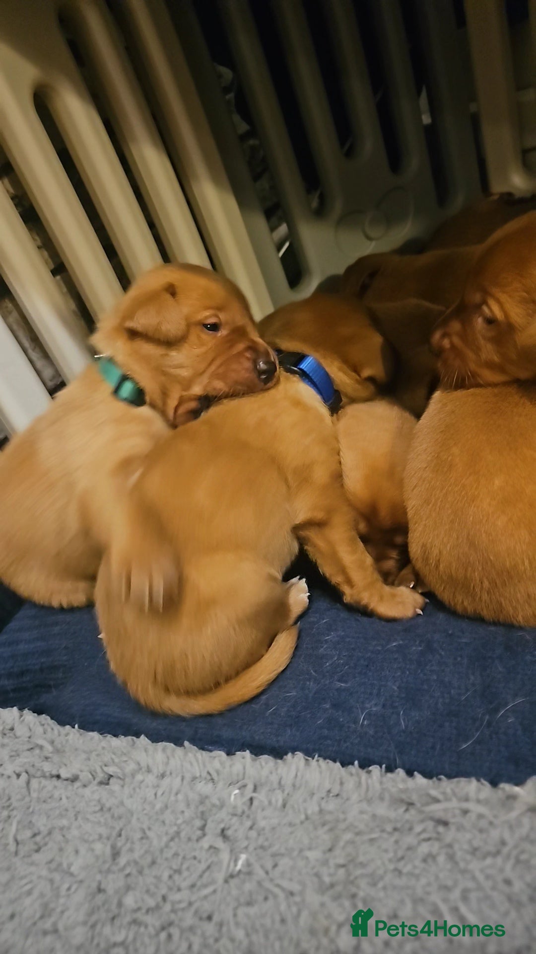 Labrador Retriever dogs for sale: KC Fox Red Labrador Puppys - Advert 16