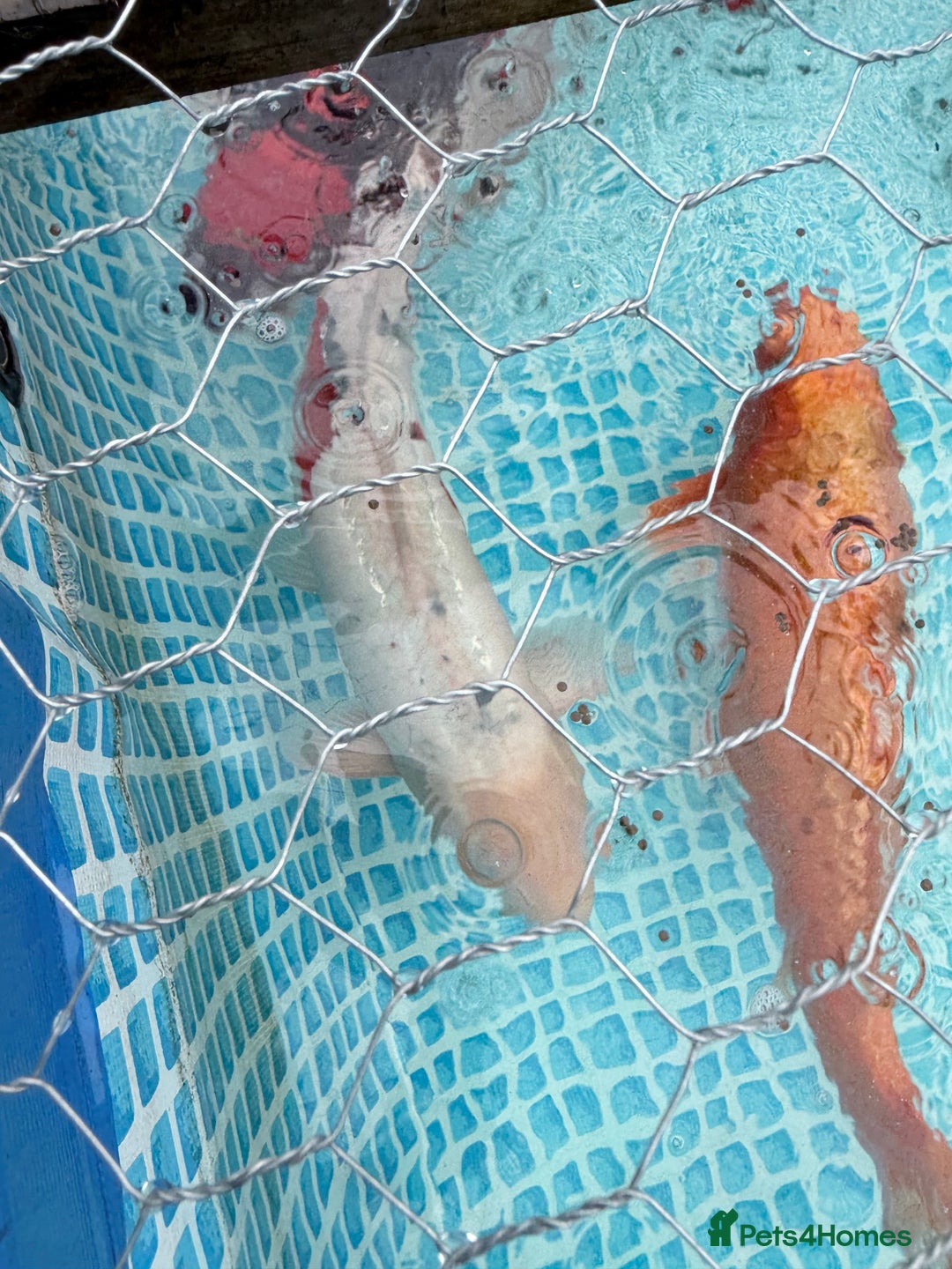 Koi Carp fish for sale: Koi carp for sale  - Advert 5