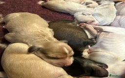 Saluki dogs for sale: Beautiful Saluki  - Image 24