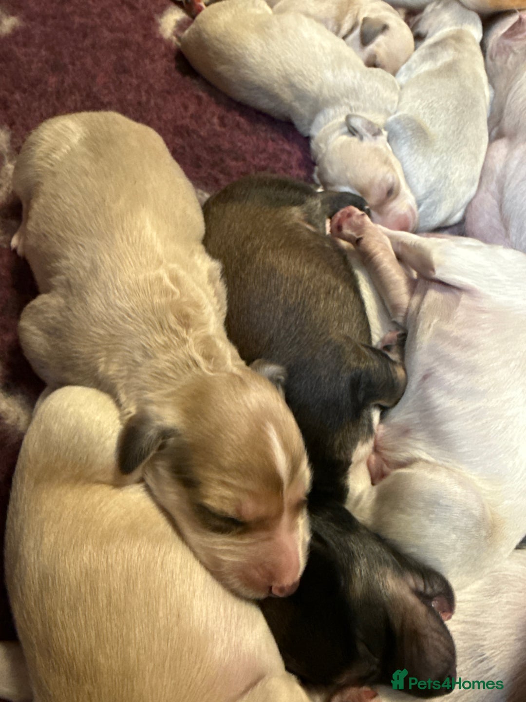 Saluki dogs for sale: Beautiful Saluki  - Image 24
