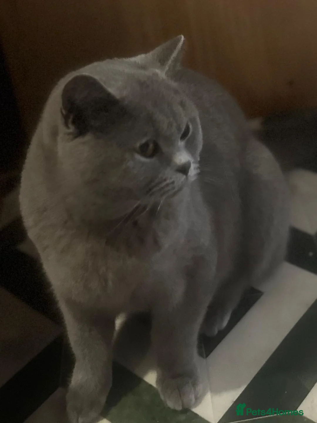 British Shorthair cats for sale: Gorgeous blue british shorthair  - Advert 2