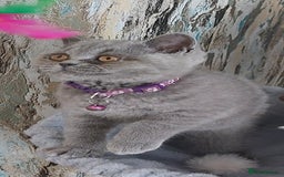 British Shorthair cats for sale: OUTSTANDING🏆PEDIGREE🎖CH SIRED in Dudley - Image 7