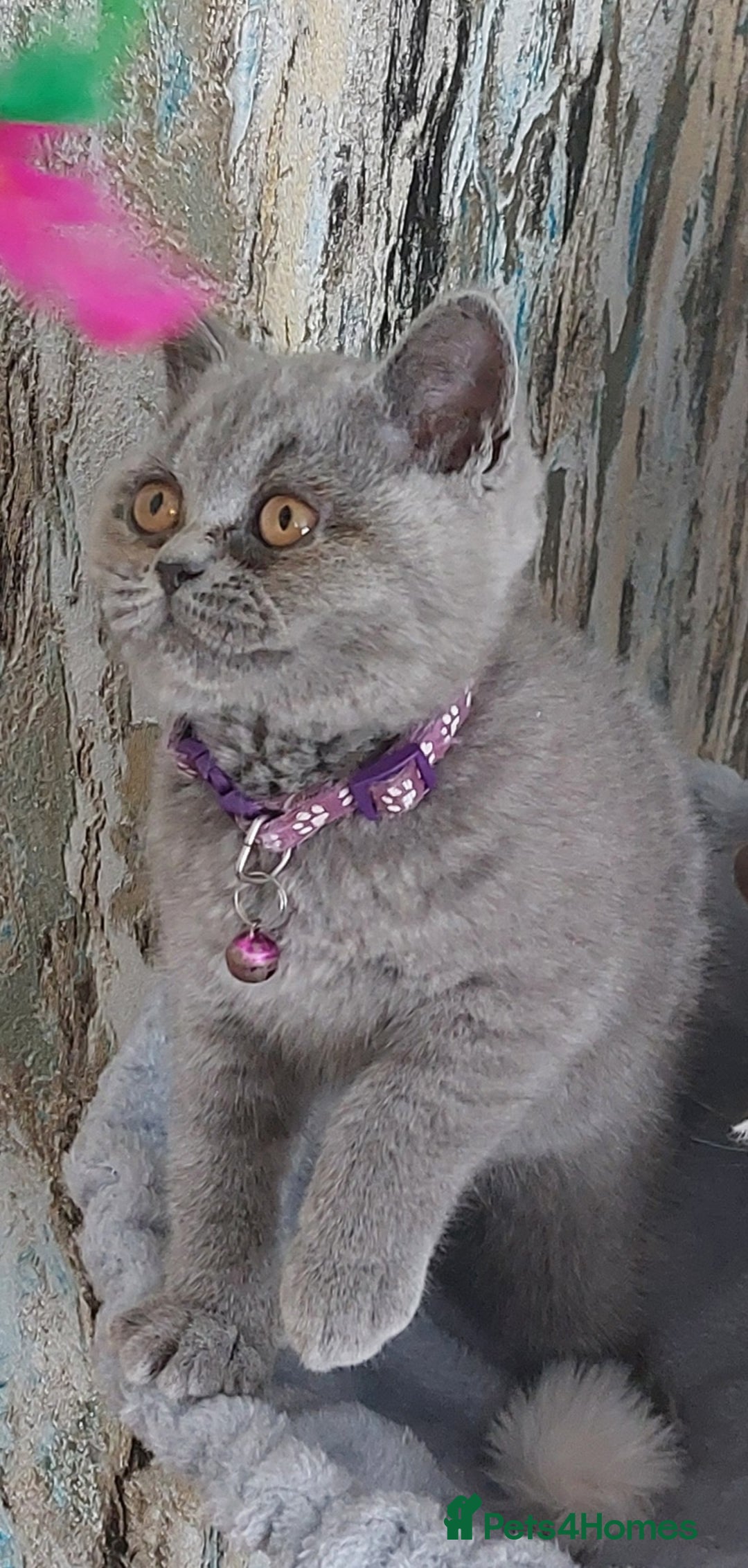British Shorthair cats for sale: OUTSTANDING🏆PEDIGREE🎖CH SIRED in Dudley - Image 7