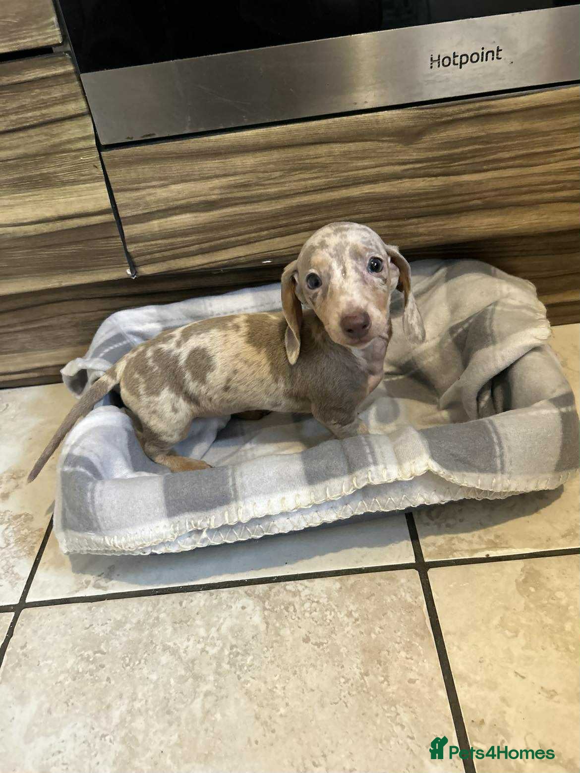 Miniature Dachshund dogs Miniature dachshund  - Advert 5